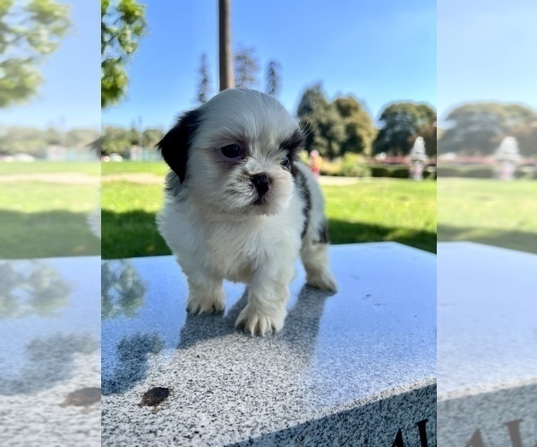 Medium Photo #39 Shih Tzu Puppy For Sale in HAYWARD, CA, USA