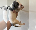 Small Photo #18 Great Dane Puppy For Sale in HALLETTSVILLE, TX, USA