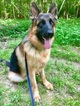 Small Photo #1 German Shepherd Dog Puppy For Sale in WAXHAW, NC, USA