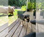 Small #9 Chihuahua Mix