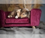 Small Photo #14 Collie Puppy For Sale in PILOT, VA, USA