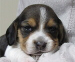 Puppy 6 Beagle