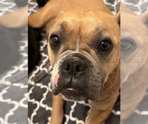 Bulldog-Unknown Mix Dogs for adoption in MIDWAY, UT, USA