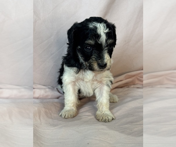 Medium Photo #6 Bernedoodle (Miniature) Puppy For Sale in LONGMONT, CO, USA