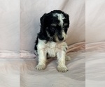 Pepper - Female Bernedoodle (Miniature) Puppy for Sale - Photo #6