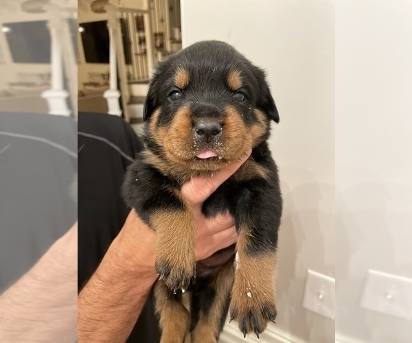 Medium Photo #2 Rottweiler Puppy For Sale in TULSA, OK, USA