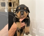 Small Photo #2 Rottweiler Puppy For Sale in TULSA, OK, USA