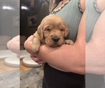 Small #22 Golden Retriever