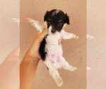 Small Photo #6 Havanese Puppy For Sale in CASA GRANDE, AZ, USA