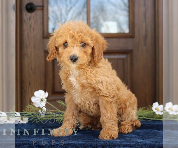 Medium Photo #3 Goldendoodle (Miniature) Puppy For Sale in NARVON, PA, USA