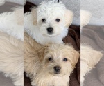 Small Photo #3 Poodle (Toy)-West Highland White Terrier Mix Puppy For Sale in RICHMOND, IL, USA