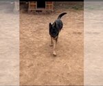 Small Photo #5 German Shepherd Dog Puppy For Sale in phoenix, AZ, USA