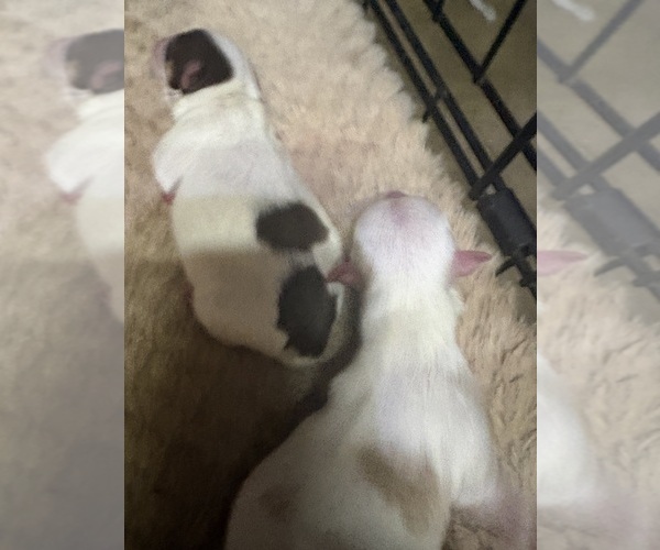 Medium Photo #1 Yorkshire Terrier Puppy For Sale in AMARILLO, TX, USA
