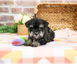 Small #10 Schnauzer (Miniature)