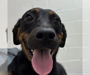 Dachshund-Rottweiler Mix Dogs for adoption in Rockaway, NJ, USA