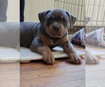 Small #14 American Pit Bull Terrier
