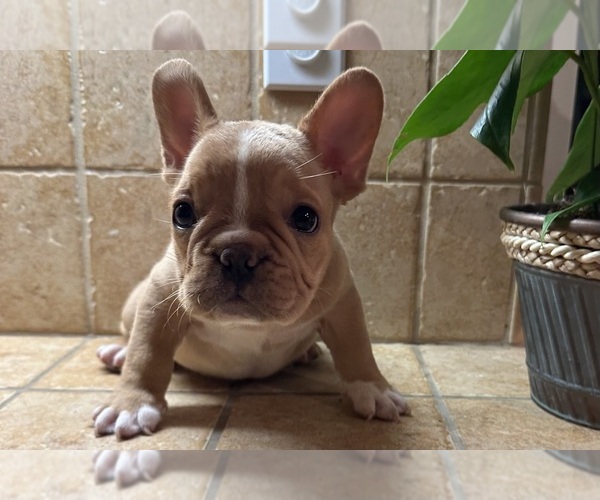 Medium Photo #9 French Bulldog Puppy For Sale in DISCOVERY BAY, CA, USA