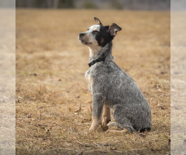 Medium Photo #2 Mutt Puppy For Sale in Garden City, NY, USA