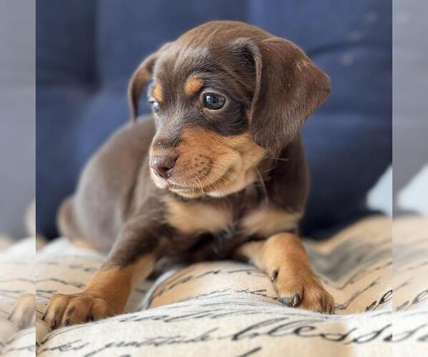 Medium Photo #2 Chiweenie Puppy For Sale in San Diego, CA, USA