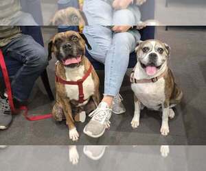 Boxer Dogs for adoption in Austin, TX, USA