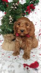 Cock-A-Poo Puppy for sale in EDEN, PA, USA