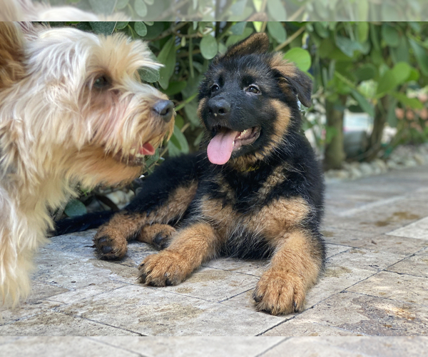 Medium Photo #163 German Shepherd Dog Puppy For Sale in WELLINGTON, FL, USA