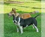 Small #3 English Boston Bulldog