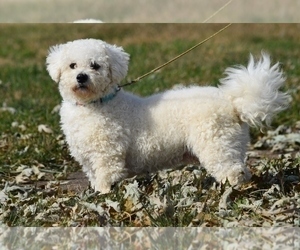 Father of the Bichon Frise puppies born on 05/30/2022