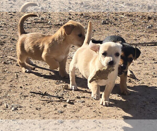 Medium Photo #1 Chihuahua-Norfolk Terrier Mix Puppy For Sale in Peralta, NM, USA