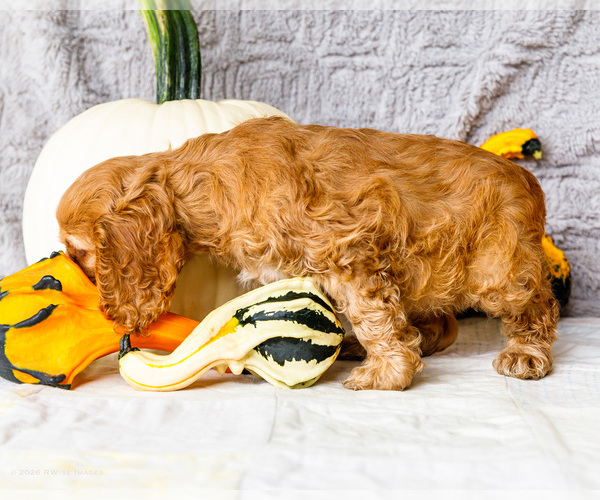 Medium Photo #23 Cocker Spaniel Puppy For Sale in WAKARUSA, IN, USA