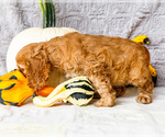 Small Photo #23 Cocker Spaniel Puppy For Sale in WAKARUSA, IN, USA