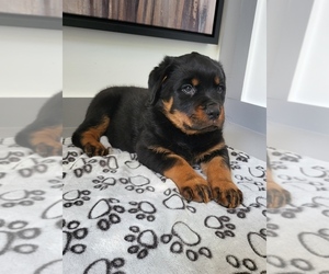 Rottweiler Puppy for sale in FRANKLIN, IN, USA