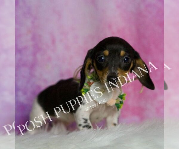 Medium Photo #3 Dachshund Puppy For Sale in WARSAW, IN, USA