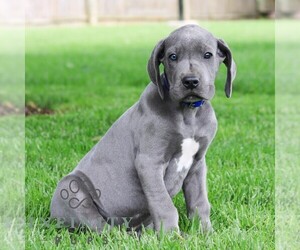 Great Dane Puppy for sale in LITITZ, PA, USA