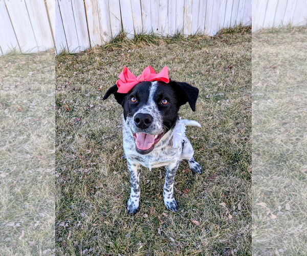 Medium Photo #1 Mutt Puppy For Sale in Sandy, UT, USA