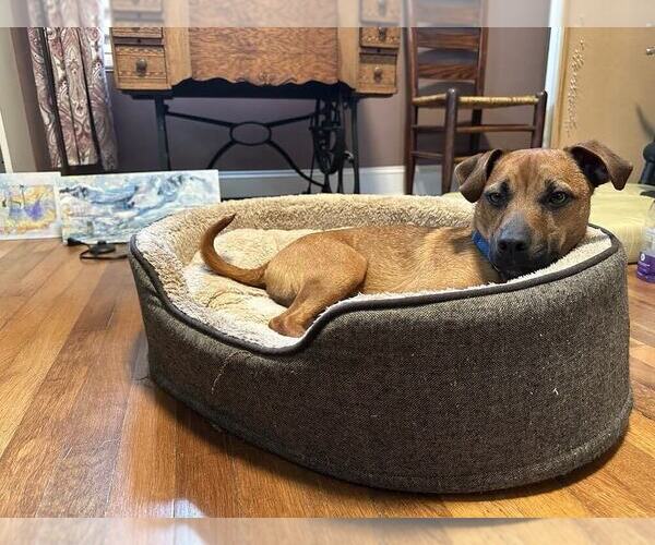 Medium Photo #2 Mutt Puppy For Sale in Candler, NC, USA