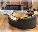 Small #1 Mutt