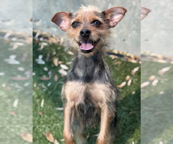 Medium Photo #1 Mutt Puppy For Sale in Woodbury, NY, USA