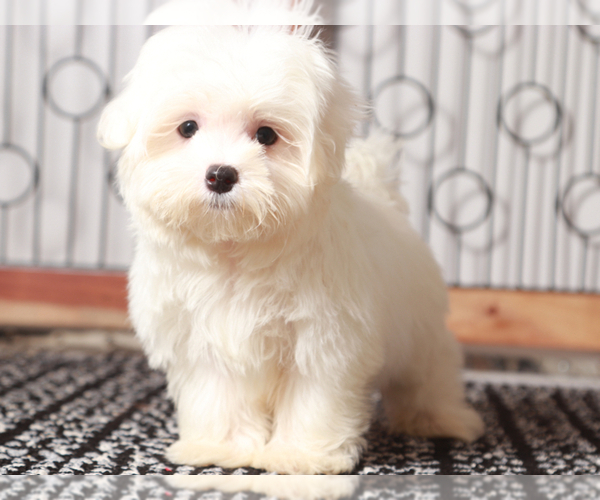 Medium Photo #1 Maltese Puppy For Sale in NAPLES, FL, USA
