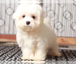 Image preview for Ad Listing. Nickname: Lloyd