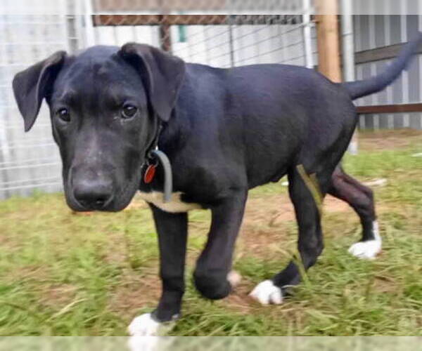 Medium Photo #3 Labrador Retriever-Unknown Mix Puppy For Sale in Frankston, TX, USA