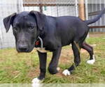 Small #2 Labrador Retriever Mix