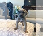 Puppy Lime Green Cane Corso