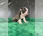 Small #2 Boston Terrier