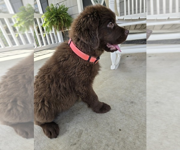Medium Photo #5 Newfoundland Puppy For Sale in TILTON, IL, USA