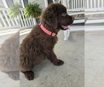 Small #4 Newfoundland
