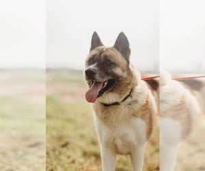 Akita Dogs for adoption in Pottstown, PA, USA