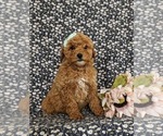 Small Photo #3 Poodle (Toy) Puppy For Sale in QUARRYVILLE, PA, USA