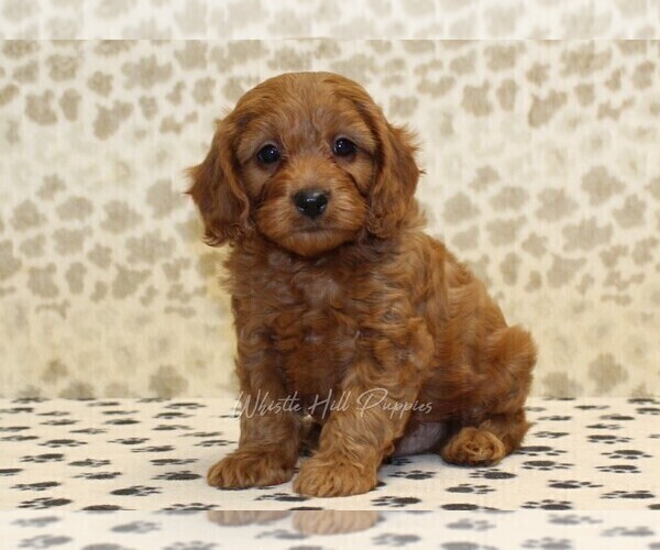 Medium Photo #1 Cavapoo Puppy For Sale in DENVER, PA, USA