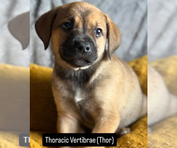 Medium Photo #2 Mutt Puppy For Sale in Duluth, MN, USA